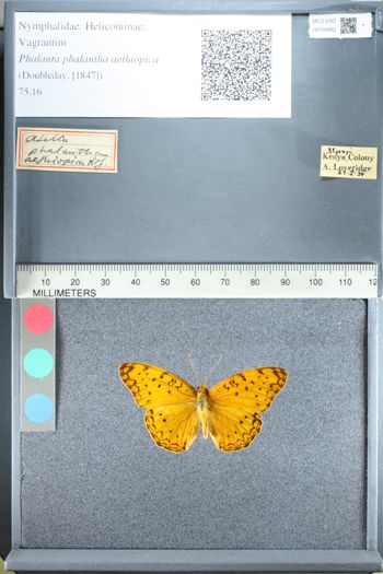 Media type: image;   Entomology 158982